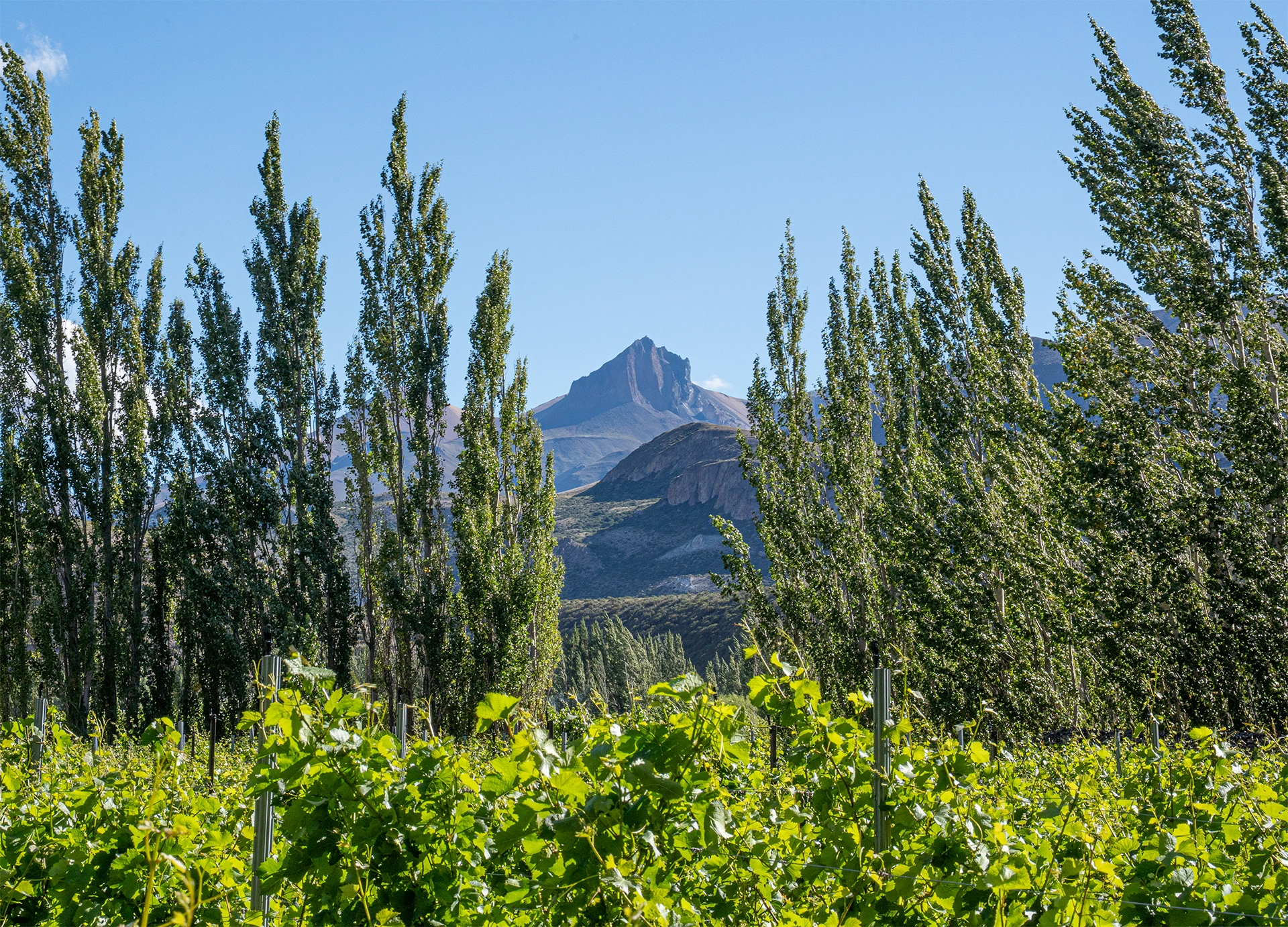 Allá Lejos Vineyard